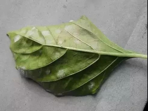 辣椒病害怎么治,吡唑醚菌酯能防治辣椒的哪些病害