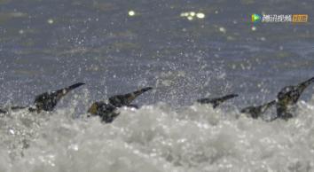 炸裂9.9，BBC再出神片，美得让人脸红