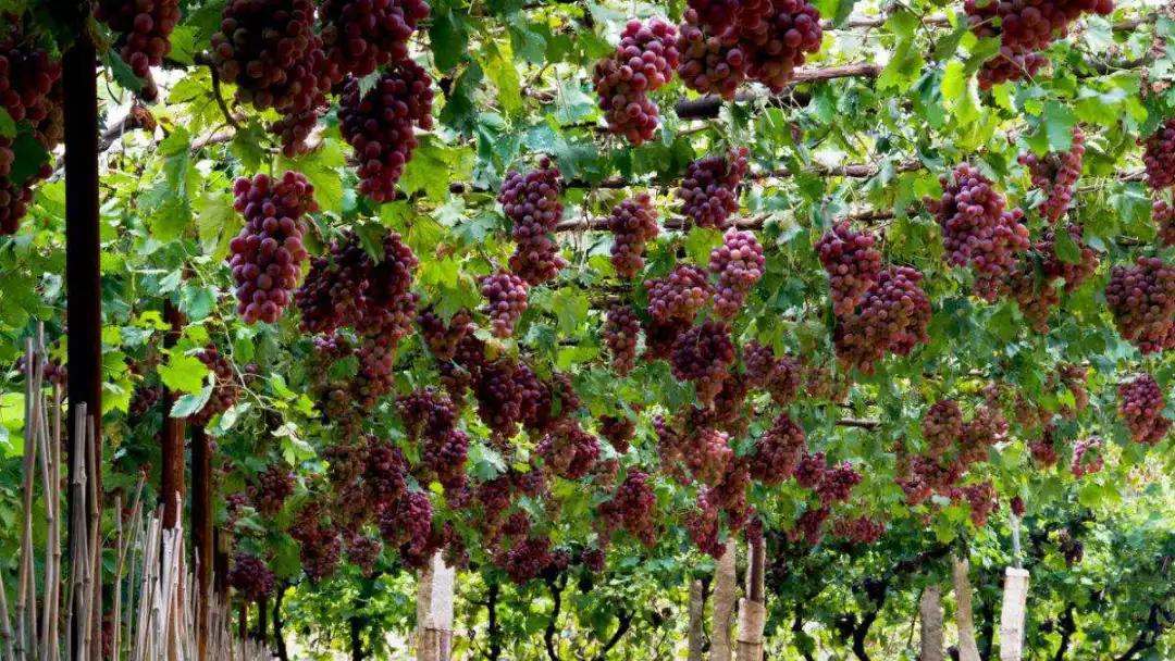 吐鲁番之歌钢琴曲,吐鲁番之行歌曲