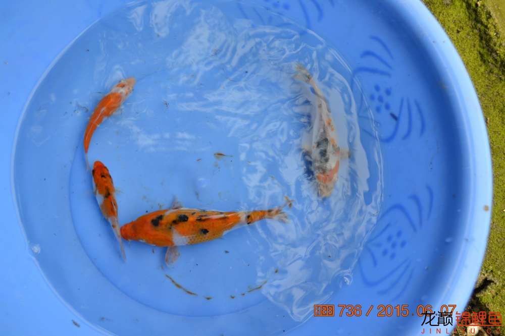 锦鲤苗成长,日本锦鲤水花苗成长