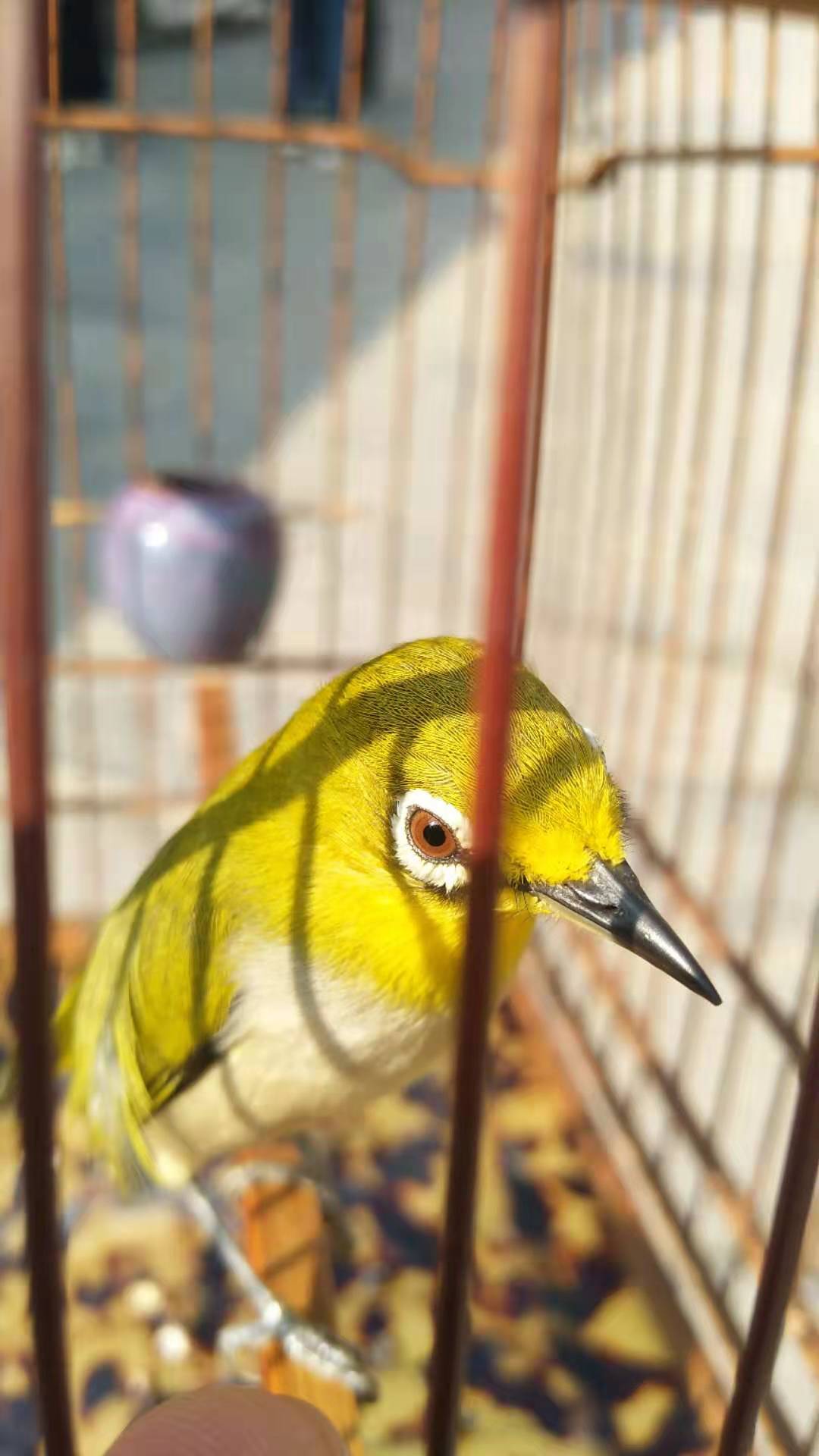 绣眼拉稀就废了吗,绣眼拉稀站不稳