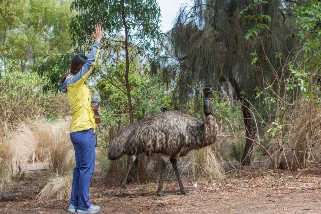 悉尼到阿德莱德自驾游,澳大利亚阿德莱德悉尼距离