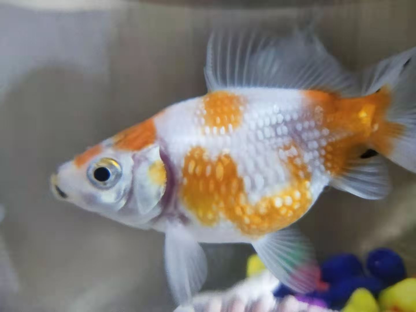 鱼缸里的金鱼胖乎乎？小心得了这种病，死亡率90%以上