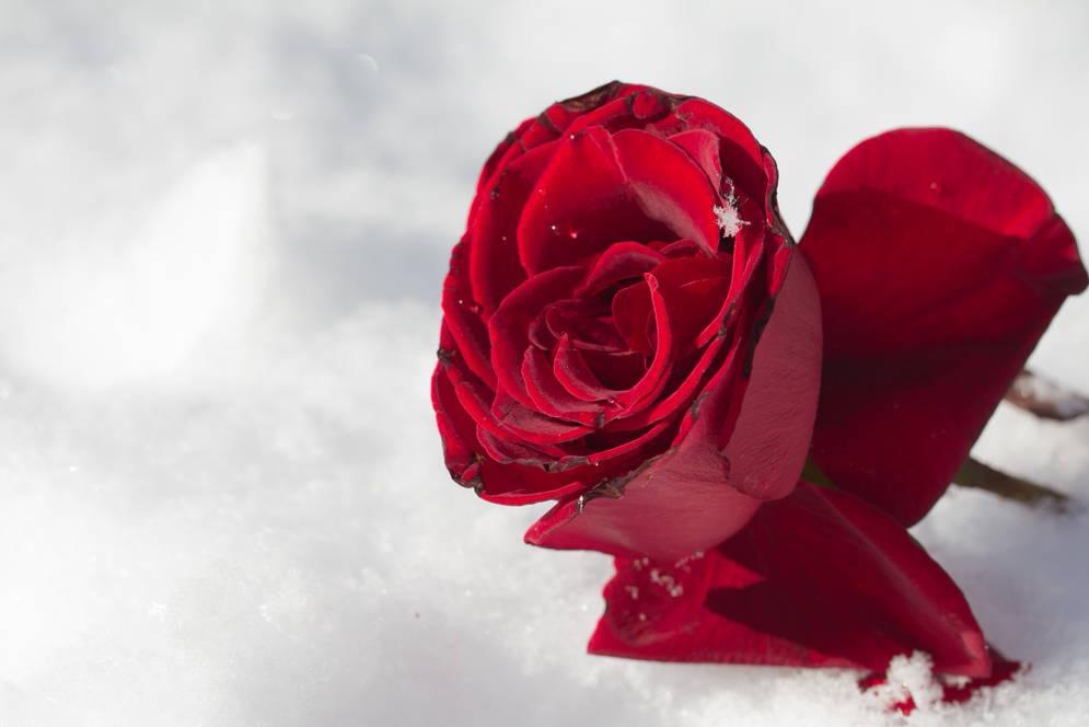 当你度过了人生中最艰难的日子,生命中最绝望的日子都是怎么过的