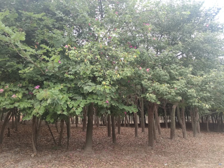 福州登云水库生态公园,福州新晋网红打卡景点在哪里