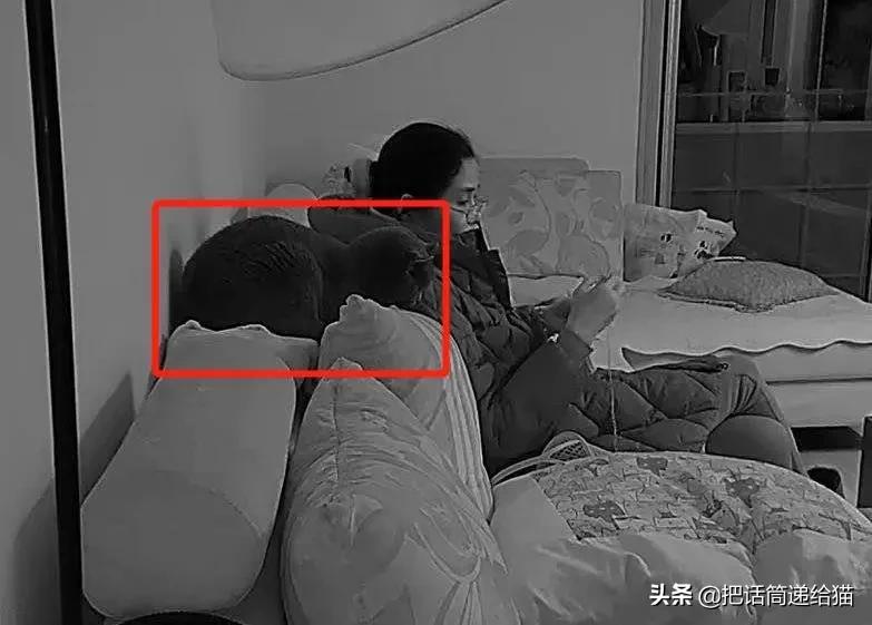 兔耳朵猫：我那么努力，就是为了能跟你永远在一起