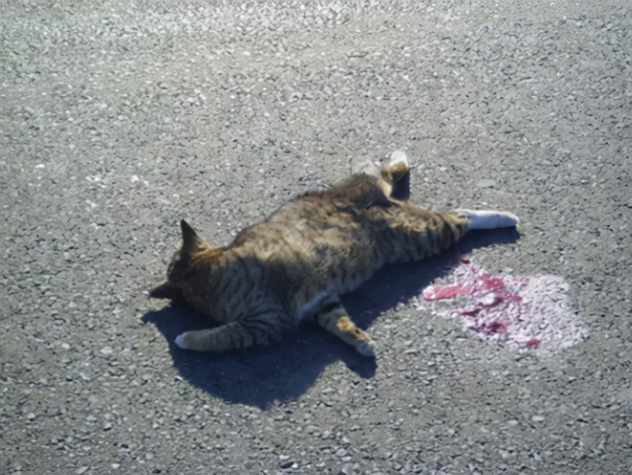 猫跑着跑着突然猝死,猫猝死的症状