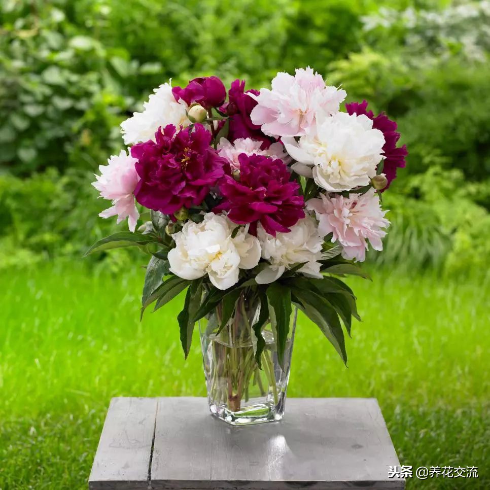 养干花花瓶放水吗,养康乃馨花瓶放多少水