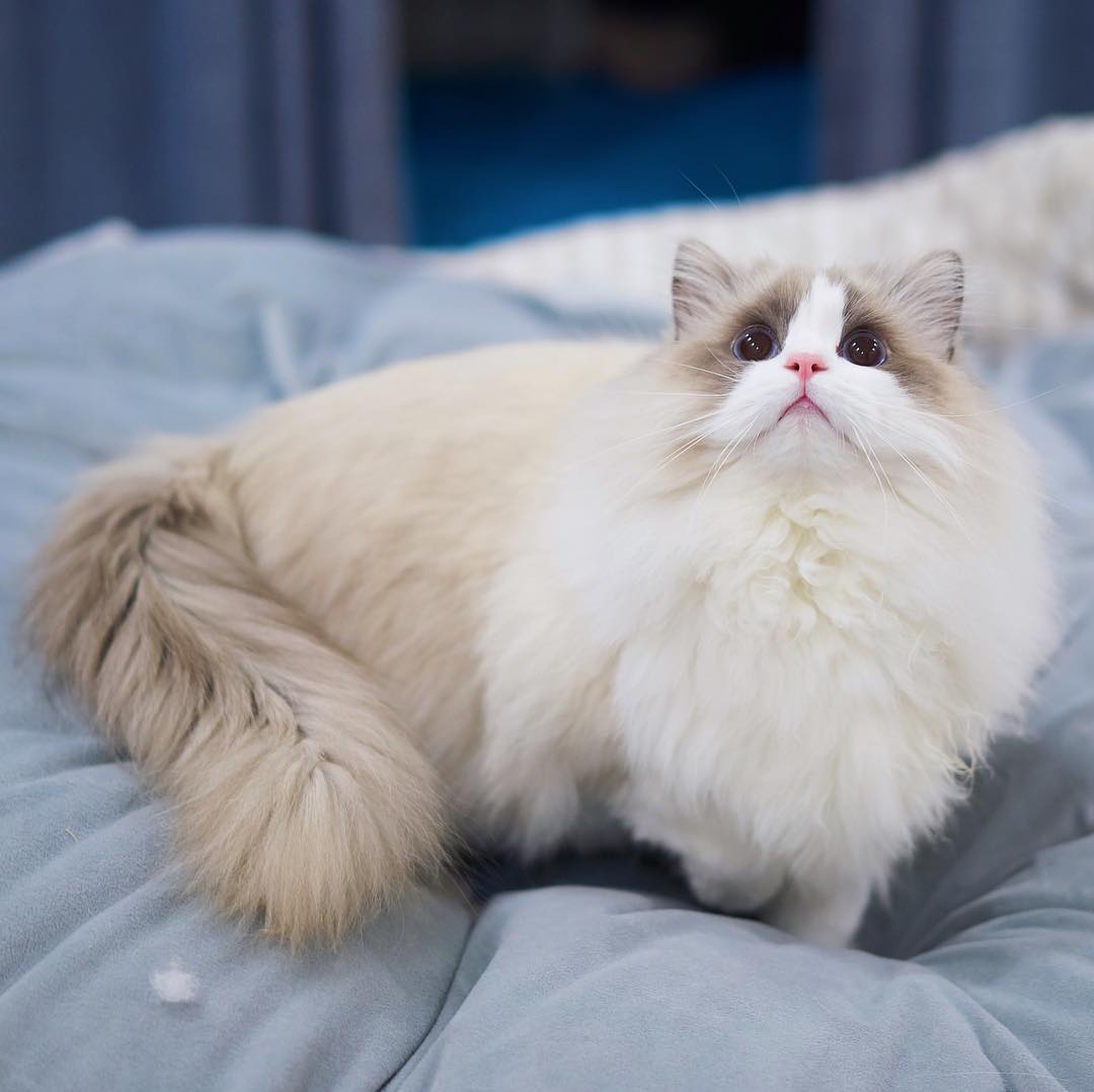 给养猫新手的好物推荐,给养猫的朋友祝福语