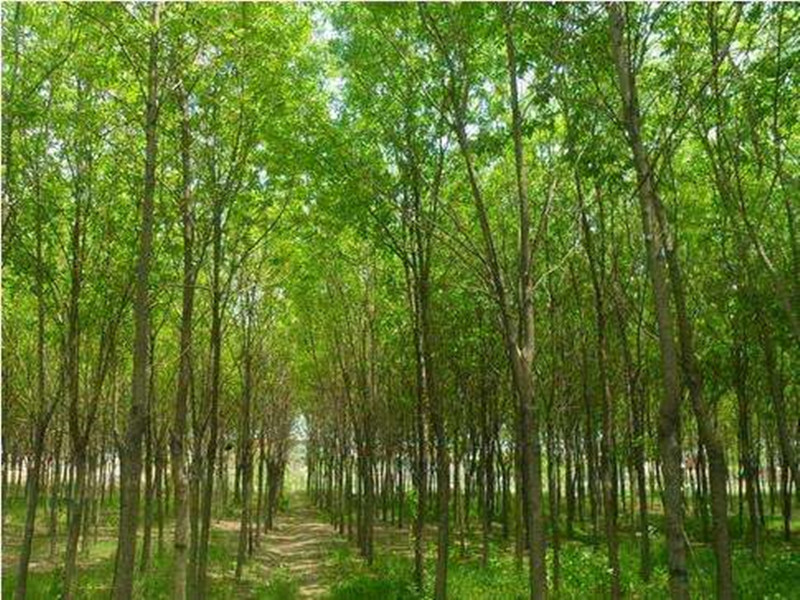 苗木价格怎么估算？看完定价八九不离十