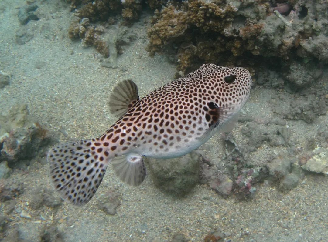 吃螃蟹会有寄生虫进入大脑吗,吃螃蟹会造成病毒感染吗