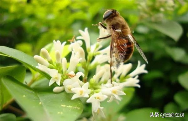 国储林树种目录,国储林种树