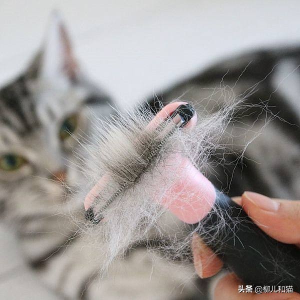 猫咪脱毛最有效方法,猫咪脱毛严重值得收藏的处理方法