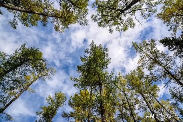 债券基金操作策略,债券基金踩雷一天最多跌多少