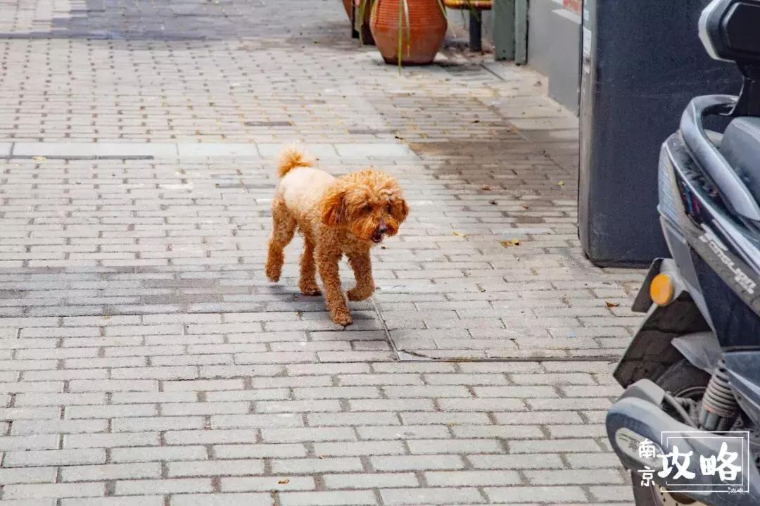 慧园里，南京城中，时光交错的角落