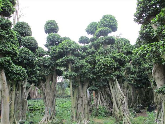 庭院栽树的讲究和忌讳,庭院种哪些树对庭院风水有利