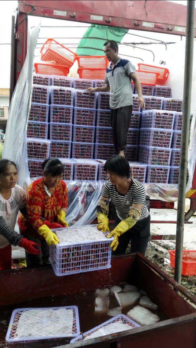 高州市根子镇荔枝出售,高州根子哪里荔枝好吃