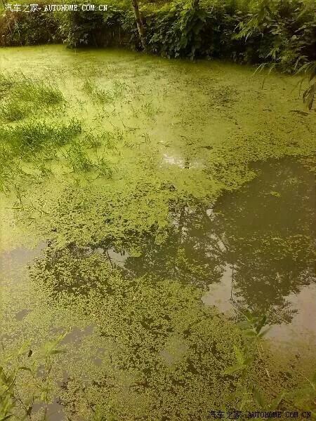 钓黄鳝的视频最新,如何正确的钓黄鳝