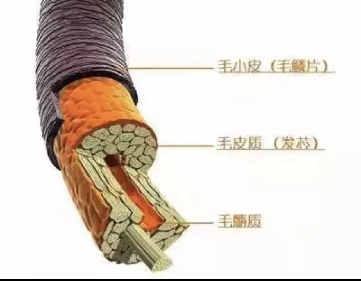 头发干得特别慢是为什么,头发干燥长得慢怎么回事