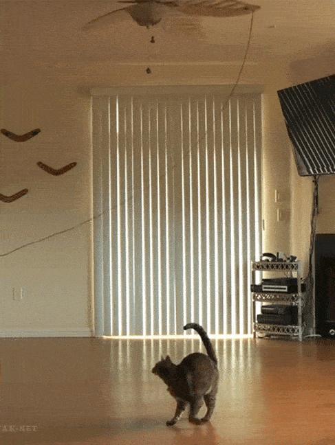 对猫咪道歉的动作,主人给猫咪道歉该怎么用猫语说