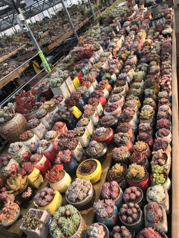 惊艳的韩国多肉,让人震撼的多肉