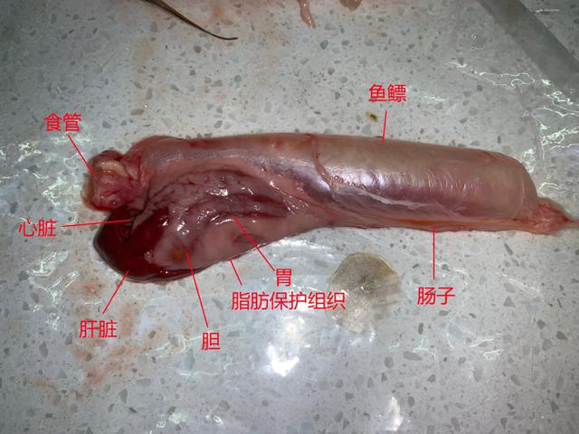 立达五彩金龙值多少钱,立达七彩过背金龙