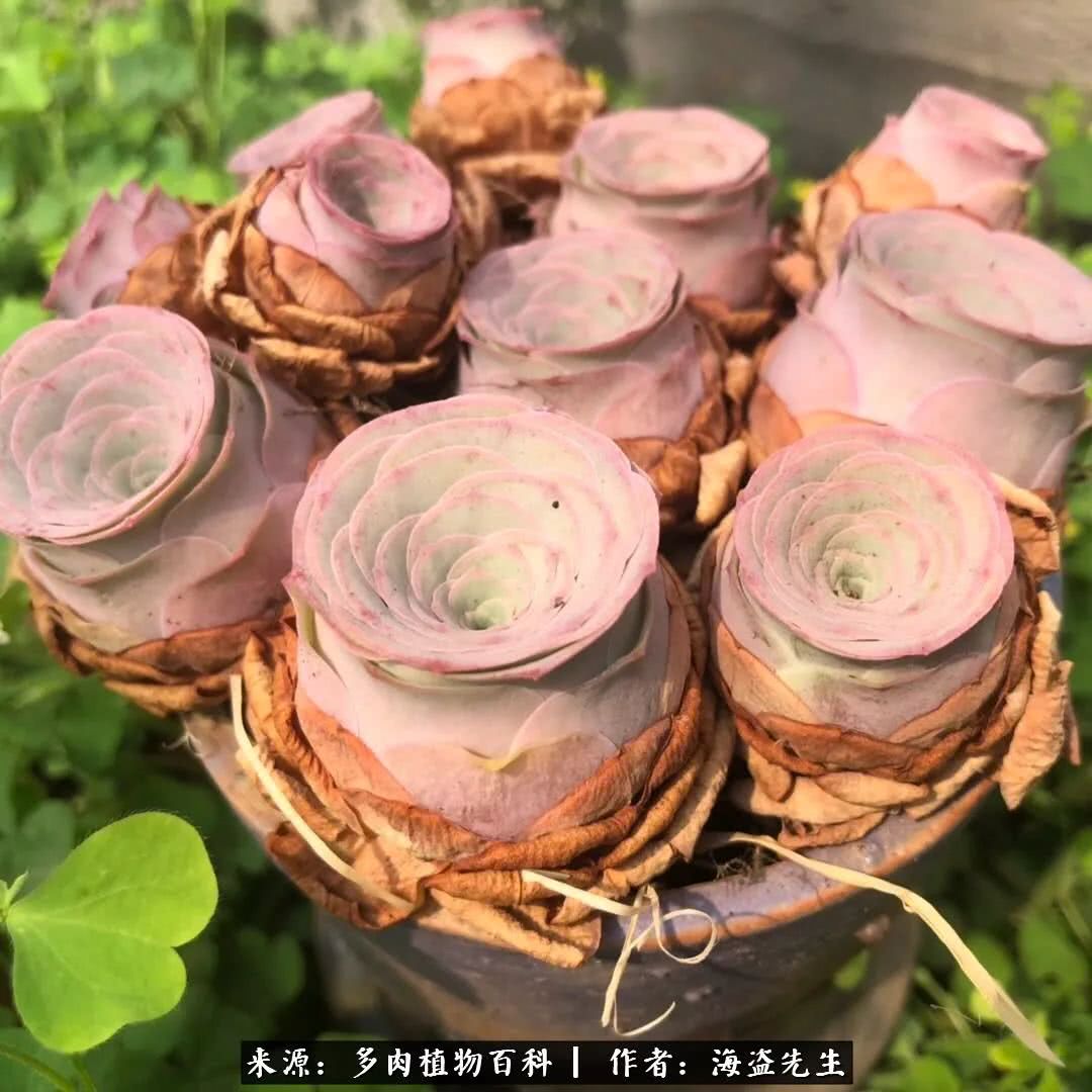 介绍多肉生长特点,多肉植物科普讲解图片视频