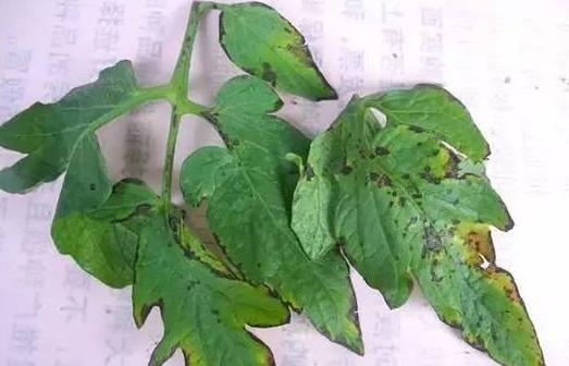 植物细菌病分类,植物细菌病害的识别依据