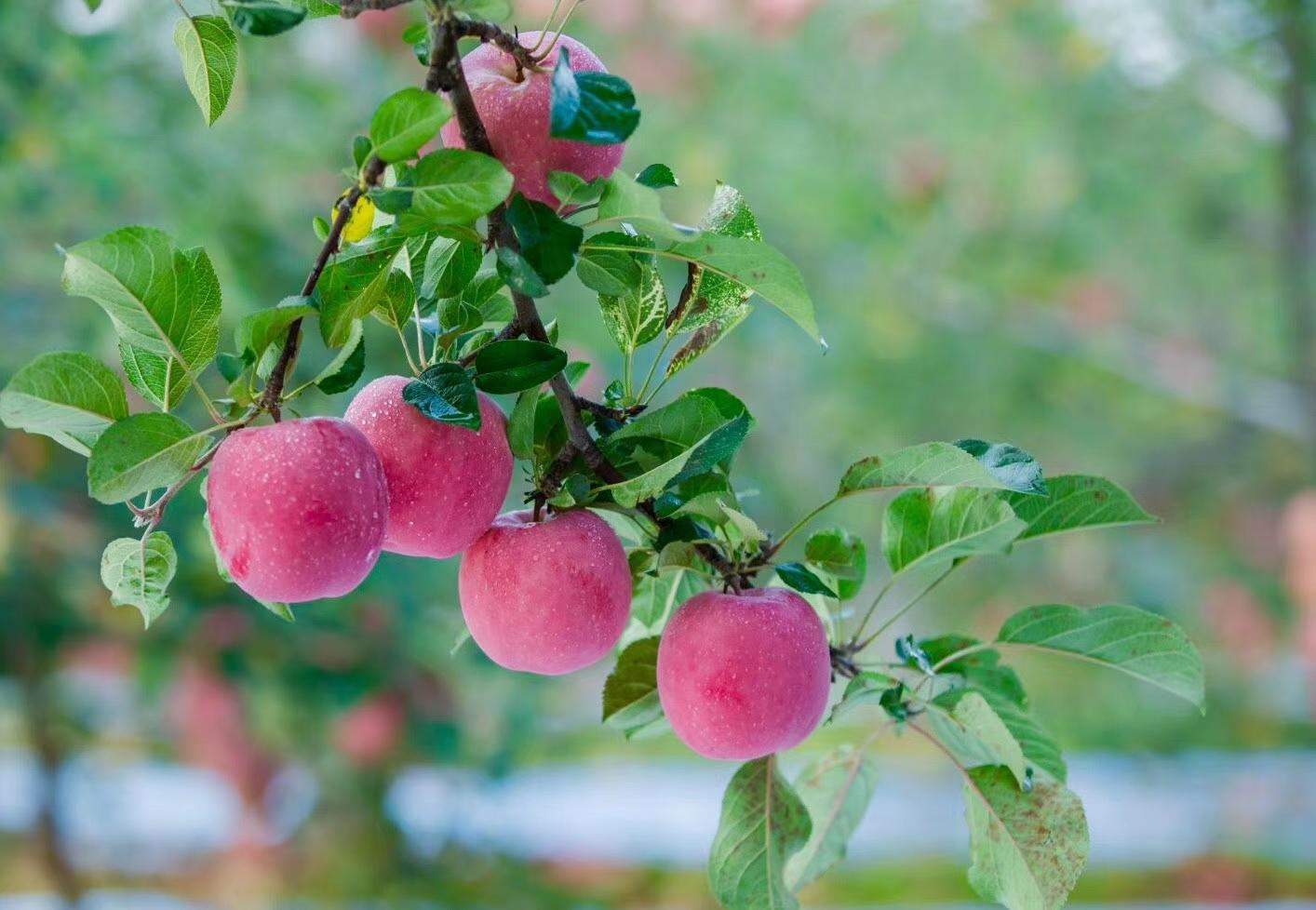 果农致富的秘诀,果农走上勤劳致富的道路