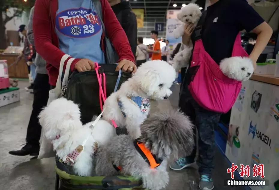 克隆一个宠物多少钱,38万克隆爱犬