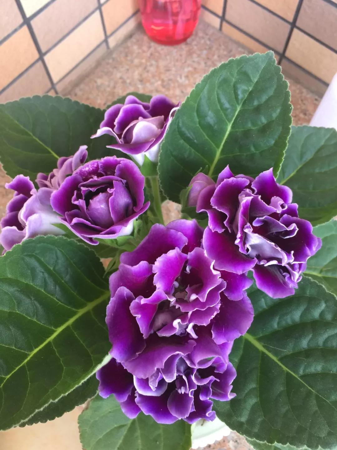 什么花最好养最耐阴,什么花最好种又耐阴