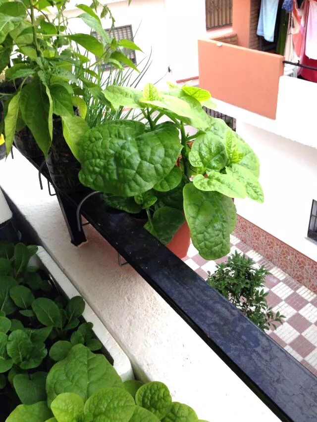 新手小阳台种菜哪些好种,新手阳台种菜怎么种得快