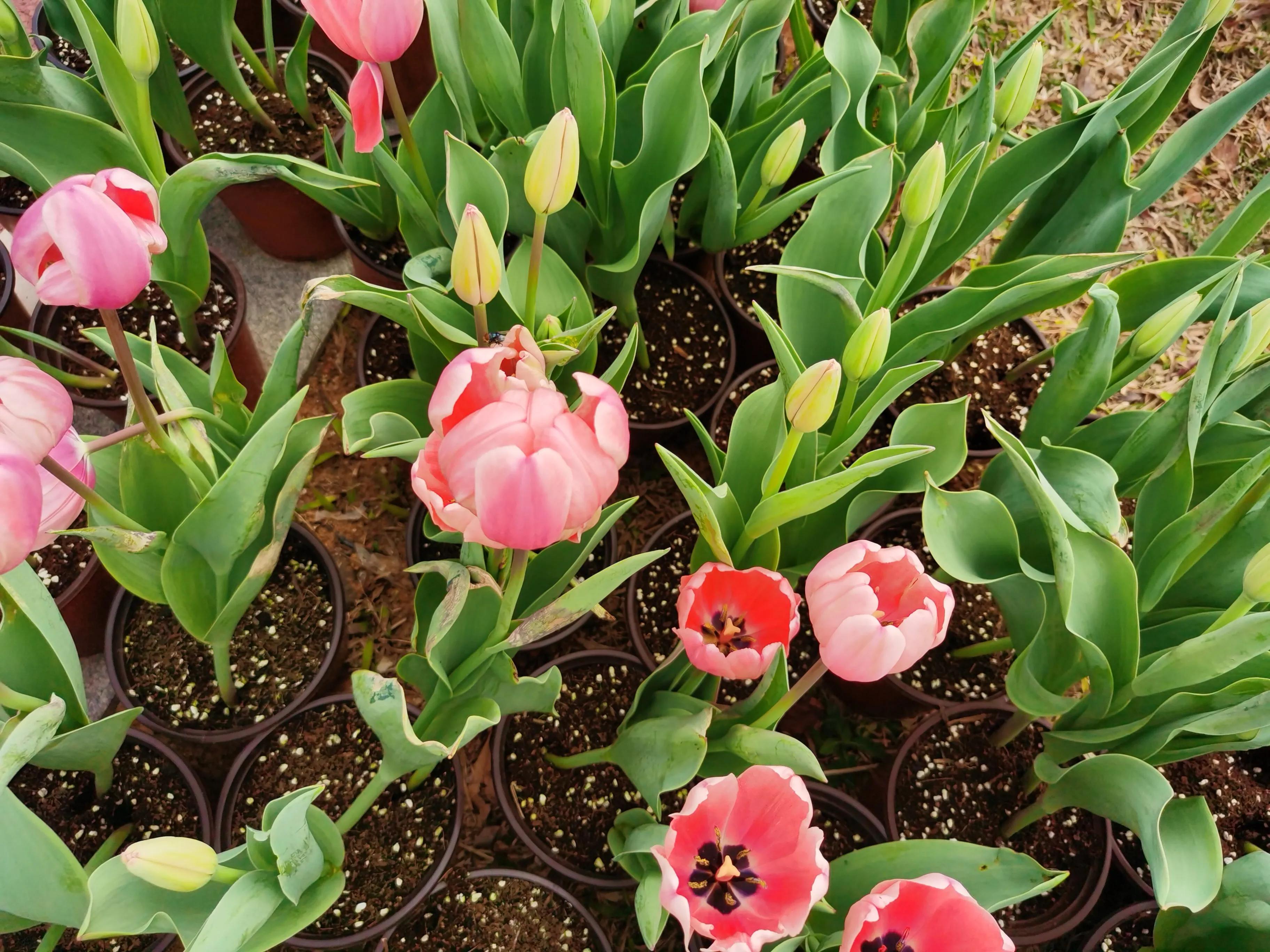 美丽郁金香花海,美丽郁金香gullale小程序