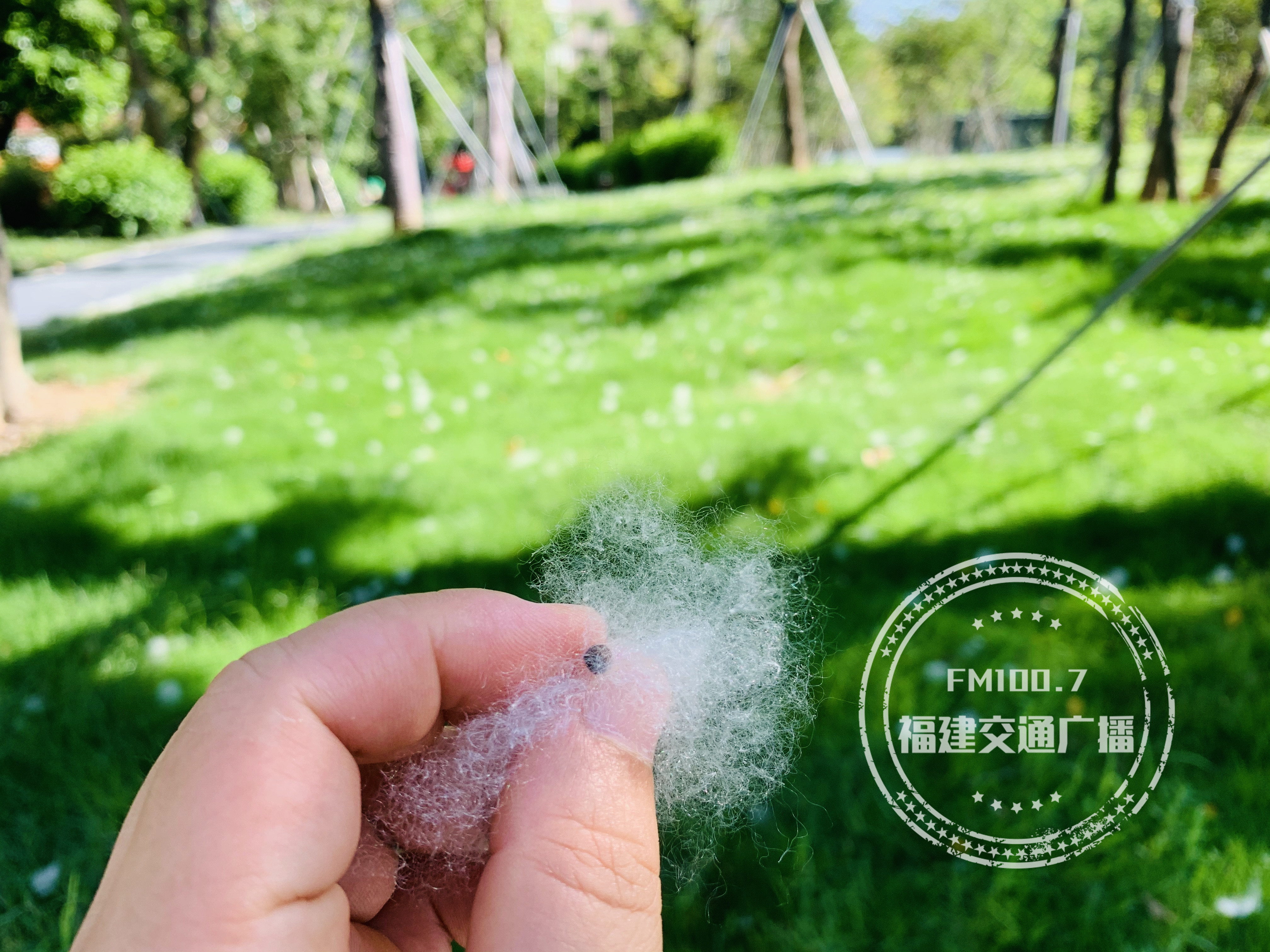 请一定远离木棉絮,福建各地都有,碰了后疼痒难忍,已经很多人中招