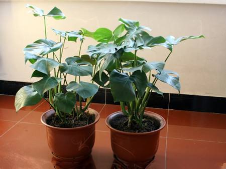 什么花一年四季好活还吸甲醛,吸收甲醛的好养活花草