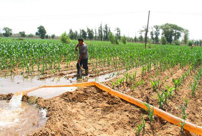 蓟马飞入口中怎么办,蓟马进眼睛了怎么办