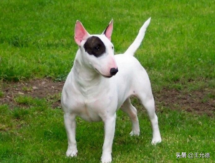 牛头梗为什么那么少人养,牛头梗为什么被列入禁养名单