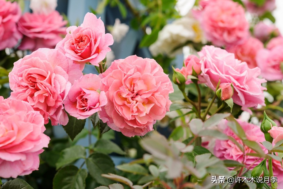 月季春季浇水注意事项图片,养月季注意1点没有黄叶枝繁叶茂