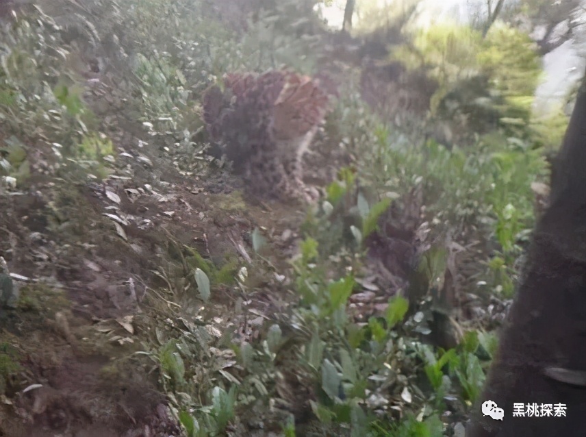 金钱豹逃跑过程,金钱豹最怕什么动物