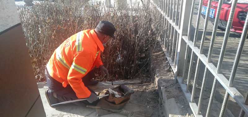 “城市黄玫瑰绽放新英姿”