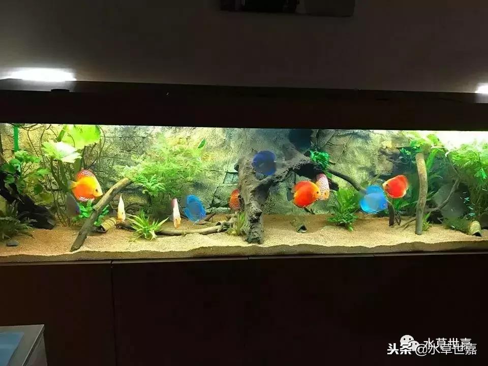 七彩神仙鱼水族箱布景,七彩神仙鱼苗繁殖技术