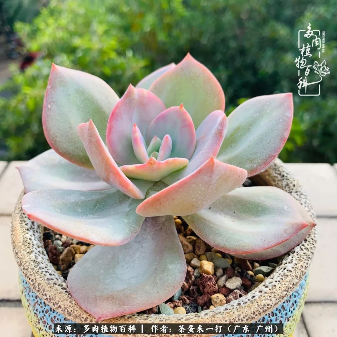 在冬日阳光下,记一个多肉小白的养肉历程