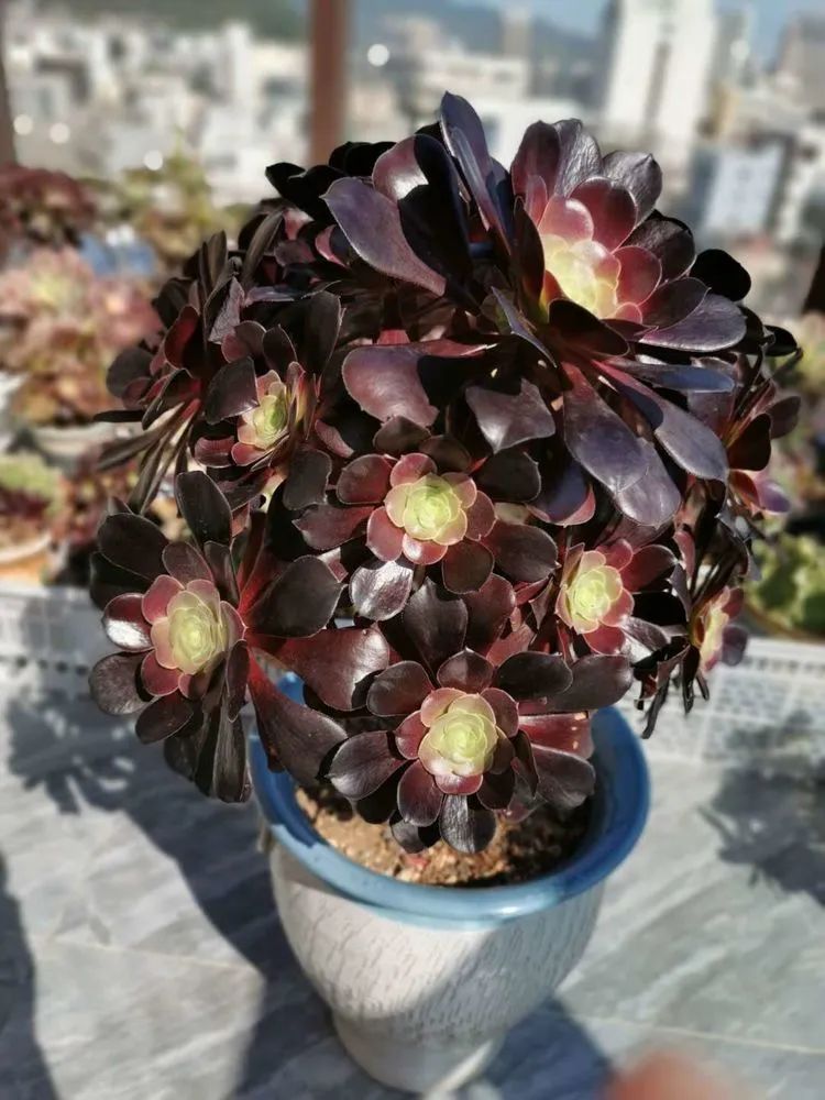 适合从小养到大的多肉,由小到大由浅入深