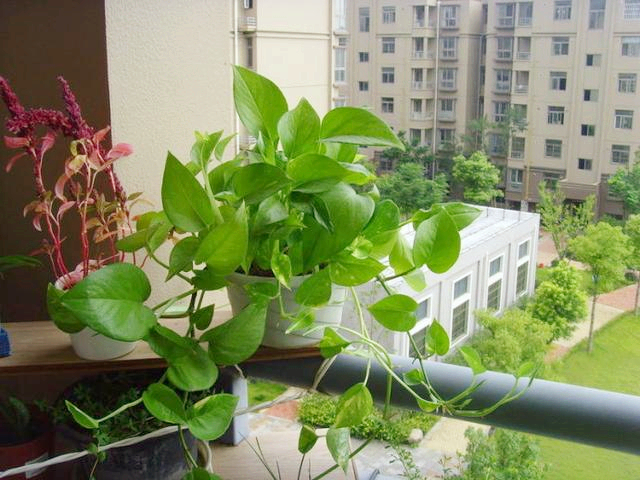 绿萝叶子没发黄但感觉奄奄一息,绿萝奄奄一息怎么救活