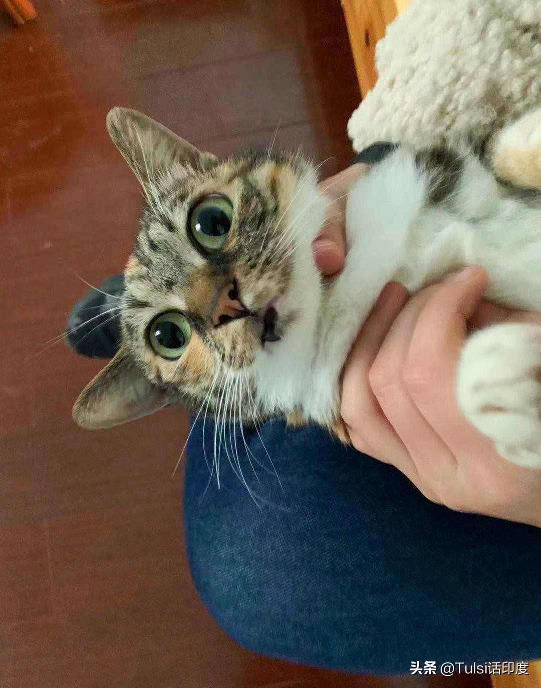 印度猫粮市场 (印度猫粮批发市场)