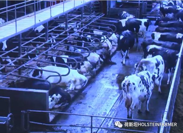 PeterEdmondson博士：乳房炎防控之干奶期管理