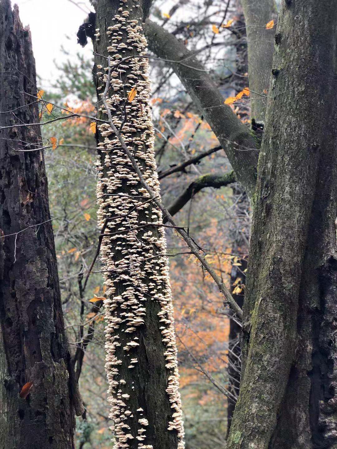 光雾山蜀门秦关,蜀门秦关到光雾山