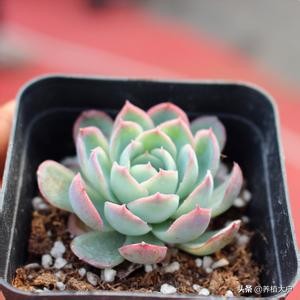 多肉冰玉怎么养才好,冰莓多肉是爆崽还是开花