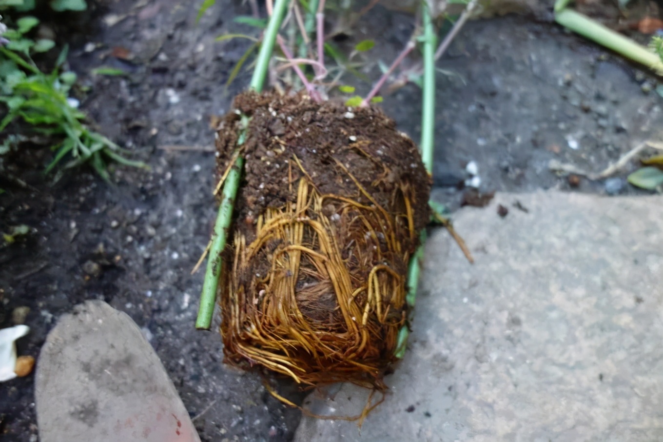 铁线莲春季萌芽后肥水管理,铁线莲大苗春季换盆的正确方法