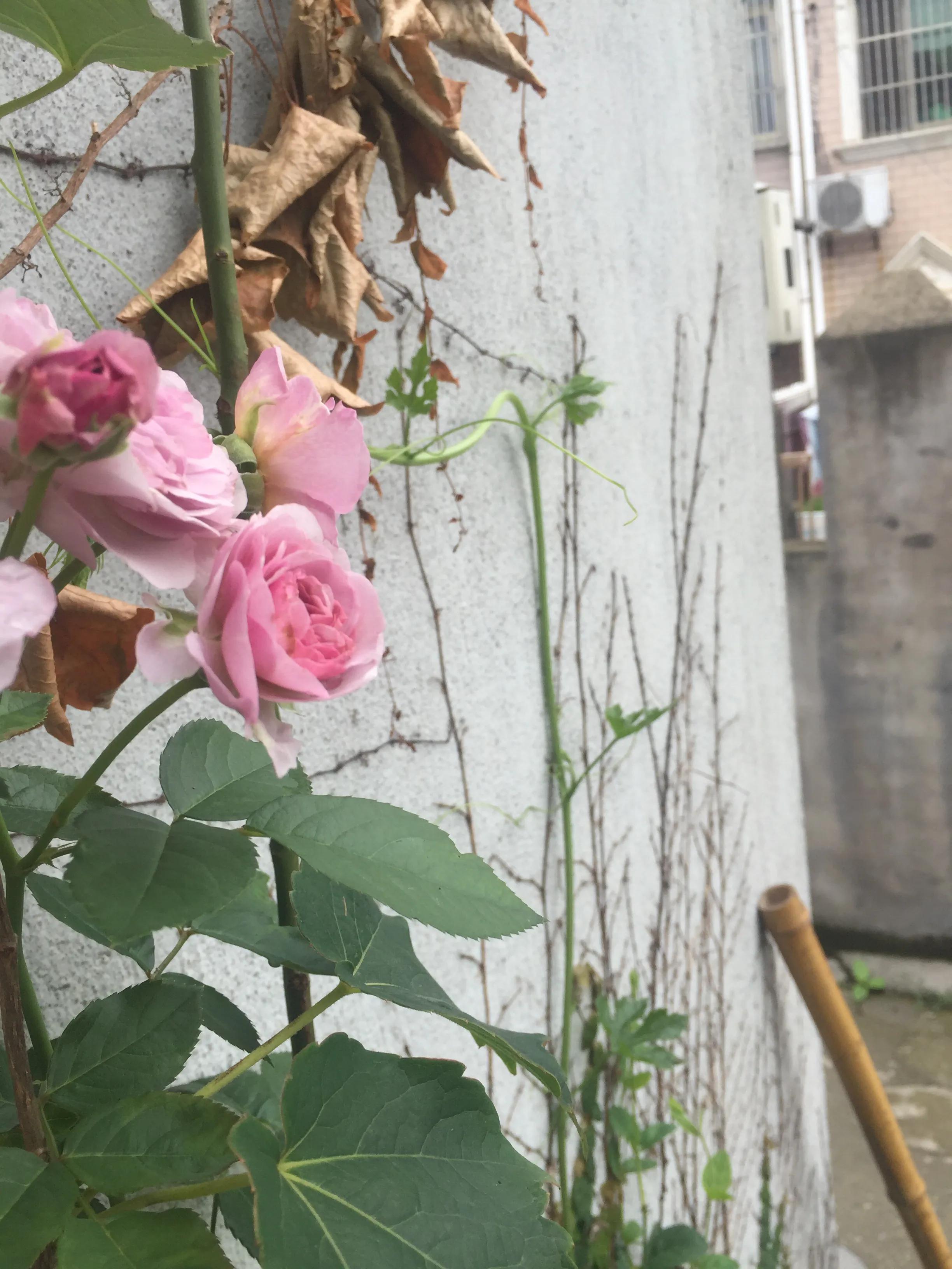 薰衣草花环月季一年开几次花,薰衣草花环月季一年开几季